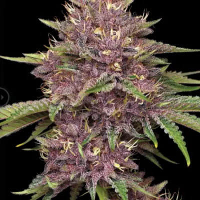 Purpz cannabis seed image