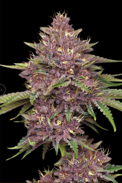 PURPZ | HUMBOLDT SEED CO | PHOTOPERIOD CANNABIS SEEDS FEMALE 3/5/10 PACKS