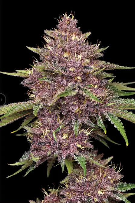 Purpz cannabis seed image