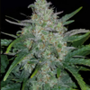 RHINO RYDER | FAST BUDS | AUTOFLOWER CANNABIS SEEDS FEMALE [Retiring] - Image 3