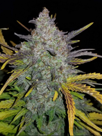 RHINO RYDER | FAST BUDS | AUTOFLOWER CANNABIS SEEDS FEMALE [Retiring]