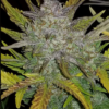 RHINO RYDER | FAST BUDS | AUTOFLOWER CANNABIS SEEDS FEMALE [Retiring] - Image 2