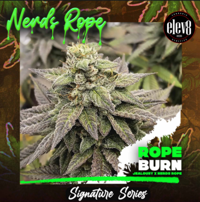 ROPE BURN | ELEV8 SEEDS | PHOTOPERIOD CANNABIS SEEDS FEMALE 6 PACK