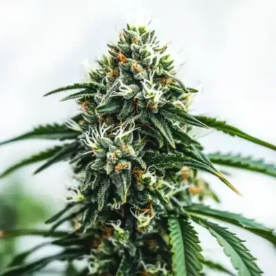 Scrambler Haze cannabis image