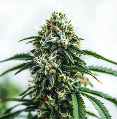 SCRAMBLER HAZE | BLIMBURN SEEDS | PHOTOPERIOD CANNABIS SEEDS FEMALE