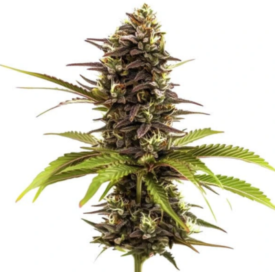 SLEEPY JOE | BLIMBURN SEEDS | PHOTOPERIOD CANNABIS SEEDS FEMALE