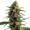 STONED PANDA | BLIMBURN SEEDS | PHOTOPERIOD CANNABIS SEEDS FEMALE - Image 2