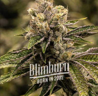 STONED PANDA | BLIMBURN SEEDS | PHOTOPERIOD CANNABIS SEEDS FEMALE