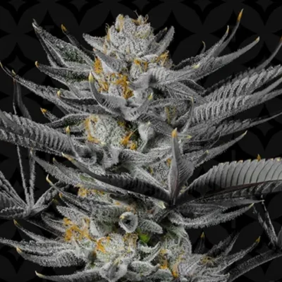 STRAWBERRY SUNRISE  | LIT FARM SEEDS | FEMINIZED PHOTO CANNABIS SEEDS 6/12 PACKS