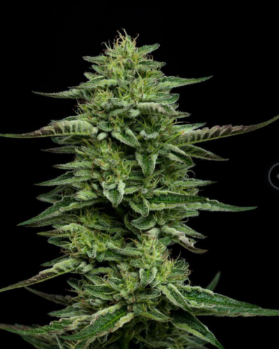 THE BLING | HUMBOLDT SEED CO | PHOTOPERIOD CANNABIS SEEDS FEMALE