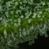 THE BLING | HUMBOLDT SEED CO | PHOTOPERIOD CANNABIS SEEDS FEMALE - Image 2