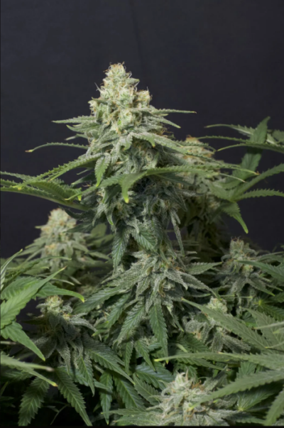 WEDDING CHEESECAKE FF | FAST BUDS | PHOTOPERIOD CANNABIS SEEDS FEMALE