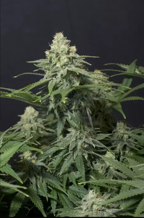Wedding Cheesecake cannabis image