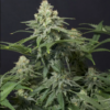 WEDDING CHEESECAKE FF | FAST BUDS | PHOTOPERIOD CANNABIS SEEDS FEMALE - Image 2