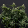 WEDDING CHEESECAKE FF | FAST BUDS | PHOTOPERIOD CANNABIS SEEDS FEMALE - Image 3