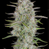 WEDDING CHEESECAKE | FAST BUDS | AUTOFLOWER CANNABIS SEEDS FEMALE - Image 3