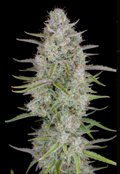 WEDDING CHEESECAKE | FAST BUDS | AUTOFLOWER CANNABIS SEEDS FEMALE