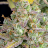 WEDDING CHEESECAKE | FAST BUDS | AUTOFLOWER CANNABIS SEEDS FEMALE - Image 2