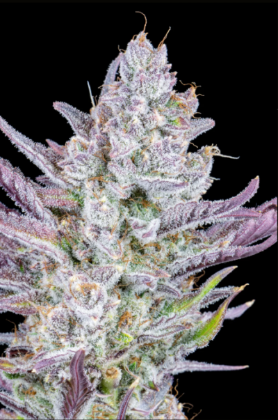 WEDDING GLUE | FAST BUDS | AUTOFLOWER CANNABIS SEEDS FEMALE