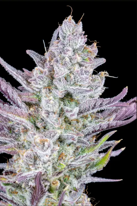 Wedding Glue cannabis image