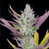 WEDDING GLUE | FAST BUDS | AUTOFLOWER CANNABIS SEEDS FEMALE - Image 2