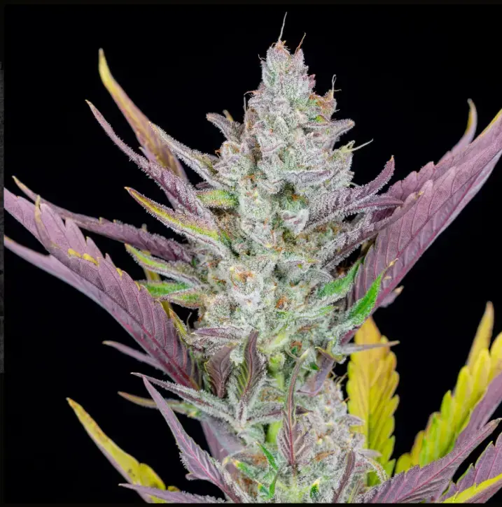 Wedding Glue cannabis image