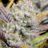 WEDDING GLUE | FAST BUDS | AUTOFLOWER CANNABIS SEEDS FEMALE - Image 3