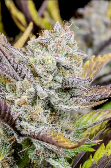 Wedding Glue cannabis image