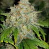 ZKITTLEZ | FAST BUDS | AUTOFLOWER CANNABIS SEEDS FEMALE [Retiring] - Image 3