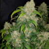 ZKITTLEZ | FAST BUDS | AUTOFLOWER CANNABIS SEEDS FEMALE [Retiring] - Image 2