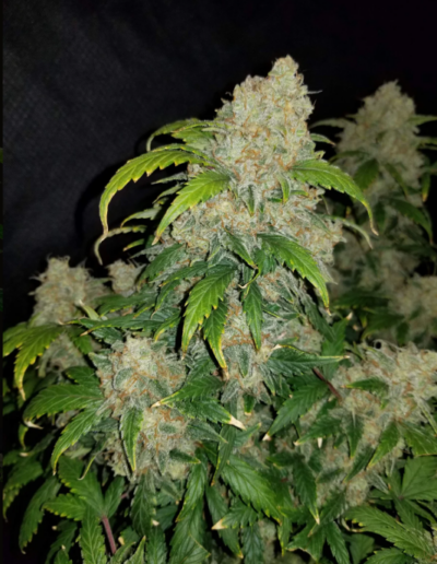 ZKITTLEZ | FAST BUDS | AUTOFLOWER CANNABIS SEEDS FEMALE [Retiring]