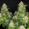 ZKITTLEZ | FAST BUDS | AUTOFLOWER CANNABIS SEEDS FEMALE [Retiring] - Image 4