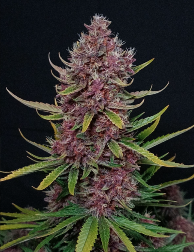 ZTRAWBERRIEZ | FAST BUDS | AUTOFLOWER CANNABIS SEEDS FEMALE