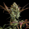 ZTRAWBERRIEZ | FAST BUDS | AUTOFLOWER CANNABIS SEEDS FEMALE - Image 2