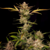 ZTRAWBERRIEZ | FAST BUDS | AUTOFLOWER CANNABIS SEEDS FEMALE - Image 3