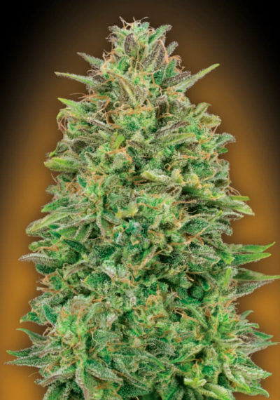 00 Skunk cannabis image