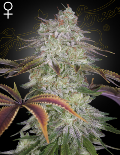 ALIENZ | GREEN HOUSE SEED CO | PHOTOPERIOD CANNABIS SEEDS FEMALE