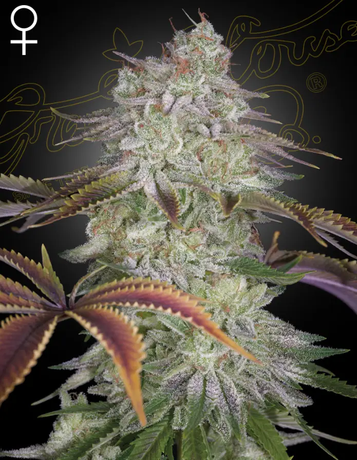 AlienZ - Green House