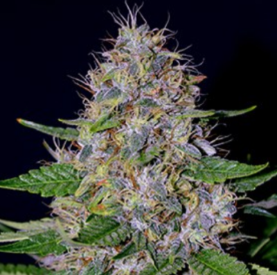 APPLE CRUMBLE | G13 LABS | PHOTOPERIOD CANNABIS SEEDS FEMALE