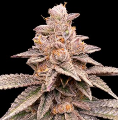 BANANA LATTE | G13 LABS | PHOTOPERIOD CANNABIS SEEDS FEMALE