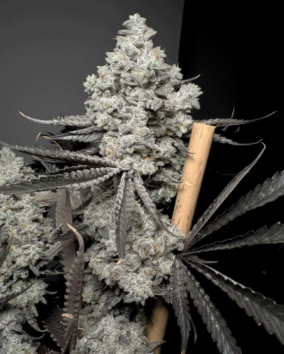 BARF BREATH | SOLFIRE GARDENS | PHOTOPERIOD CANNABIS SEEDS FEMALE