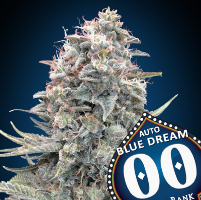 BLUE DREAM FAST | 00 SEEDS | PHOTOPERIOD CANNABIS SEEDS FEMALE