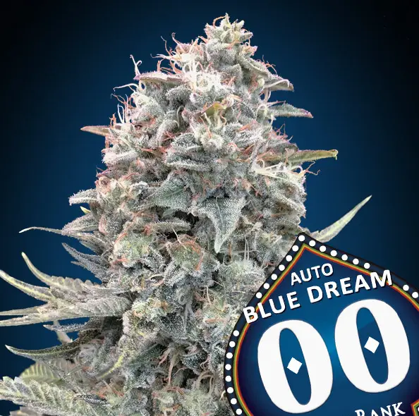 Blue Dream cannabis image