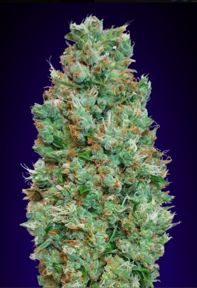 BLUEBERRY | 00 SEEDS | AUTOFLOWER CANNABIS SEEDS FEMALE