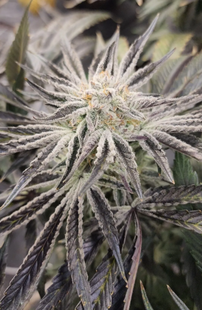 BLUEBERRY BLIZZY F4 | ROC BUD INC | AUTOFLOWER CANNABIS SEEDS FEMALE