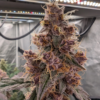 BLUEBERRY BLIZZY F4 | ROC BUD INC | AUTOFLOWER CANNABIS SEEDS FEMALE - Image 2