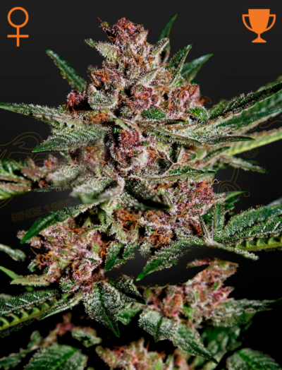 BUBBA KUSH | GREEN HOUSE SEED CO | PHOTOPERIOD CANNABIS SEEDS FEMALE