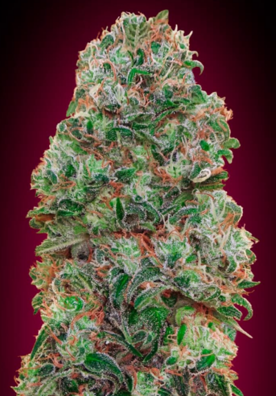 BUBBLE GUM | 00 SEEDS | PHOTOPERIOD CANNABIS SEEDS FEMALE