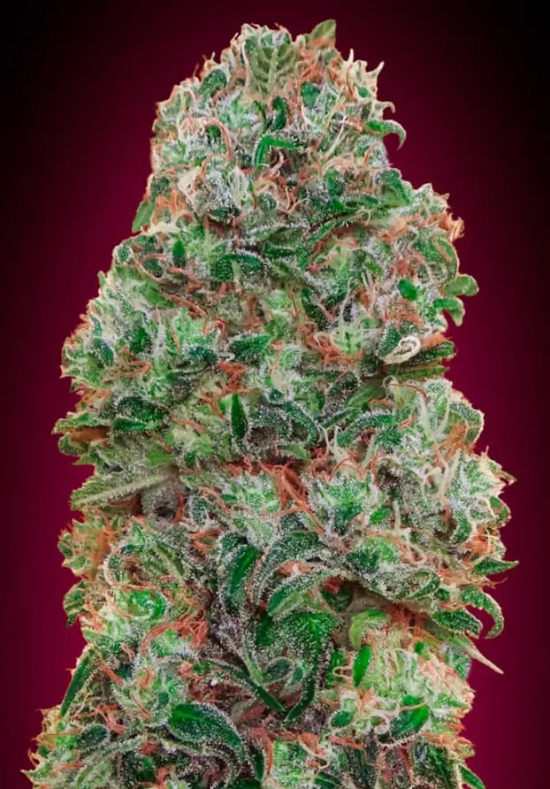 Bubble Gum cannabis image