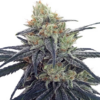 CBD #1 | ACE SEEDS | PHOTOPERIOD CANNABIS SEEDS FEMALE - Image 2